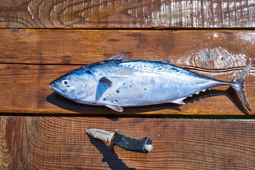 the fish, food, rope, blue, gourmet, raw, uncooked, fresh, healthy, kitchen, nutrition, hunting, cook, eating, organic, meat, diet, delicious, catch, omega3, restaurant, knife, hack, gastronomy