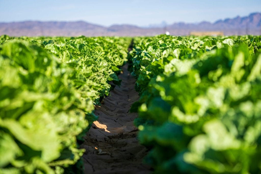 A vibrant lettuce field stretches under a clear blue sky, showcasing agricultural productivity.