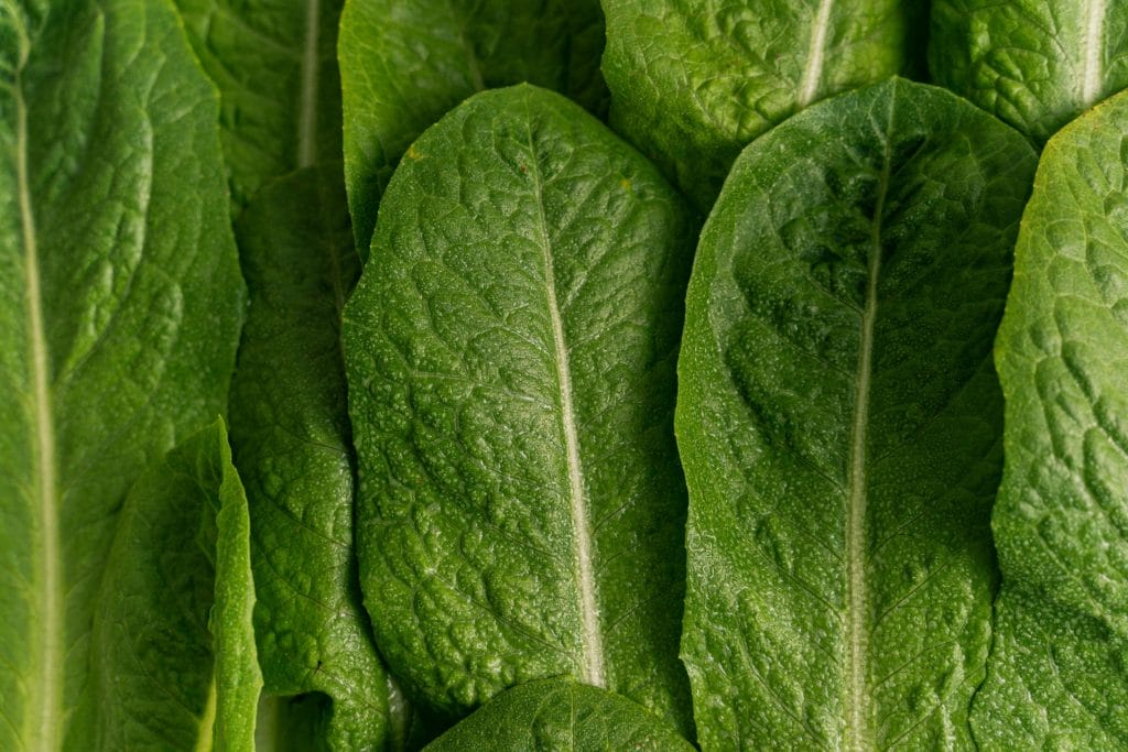 Close-up of fresh green romaine lettuce leaves, showcasing their textured surface.