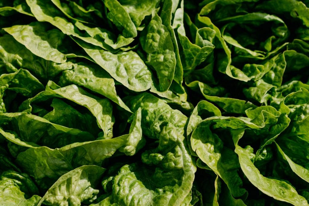 Detailed close-up of fresh green spinach leaves, perfect for healthy eating concepts.