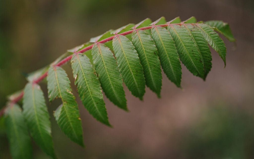 Detailed view of a green sumac leaf with a red stem, showcasing nature's beauty in Poland.